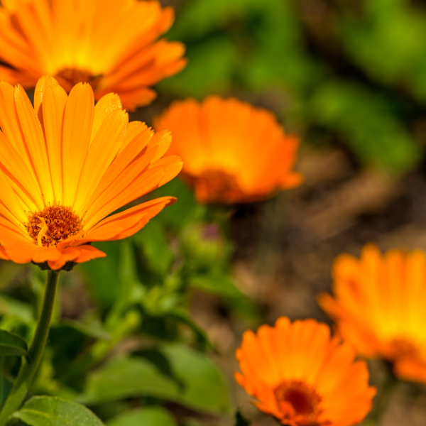 CALENDULA FACE & BREAST SERUM